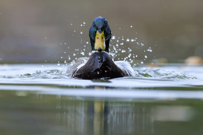 Framed Print : Two ducks break through the water surface