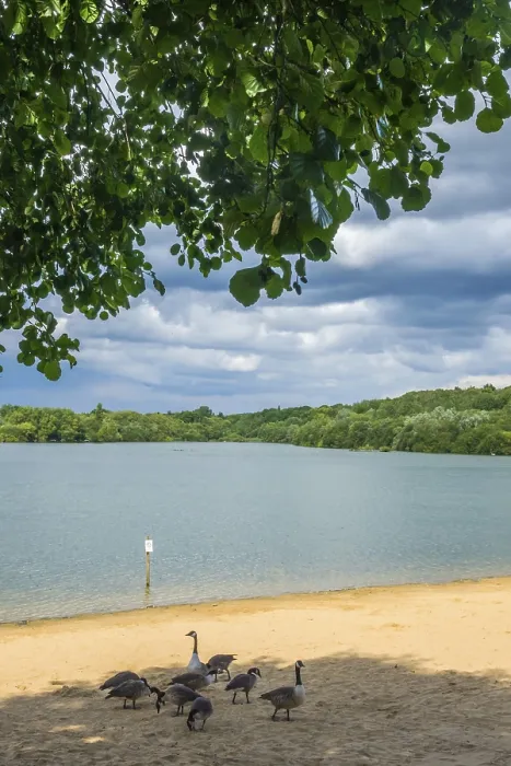 Framed Print : Ducks on the sandy beach of the Ruislip Lido Lake