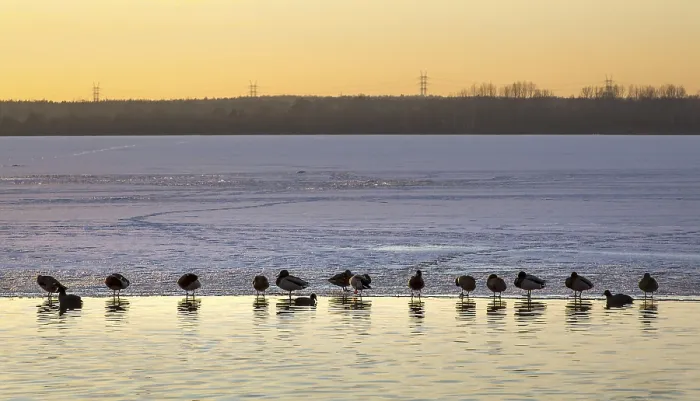 Framed Print : Ducks on the shore of a frozen lake at sunset
