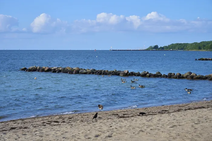 Framed Print : Ducks swimming near a rocky beach under a clear sky with calm sea