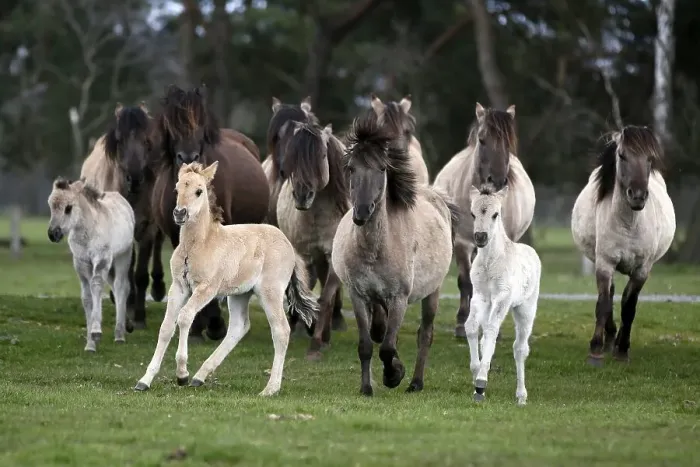 Framed Print : Duelmen pony herd with foals, Dulmen