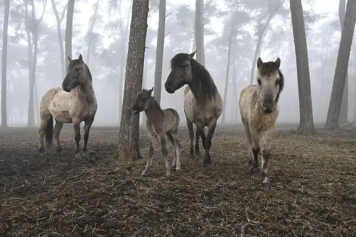 Framed Print : Duelmen wild horses standing in the forest