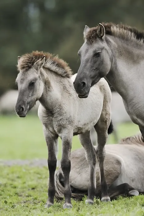 Framed Print : Duelmener Wildpferd, mare with foal Framed Print : Duelmener Wildpferd, mare with foal