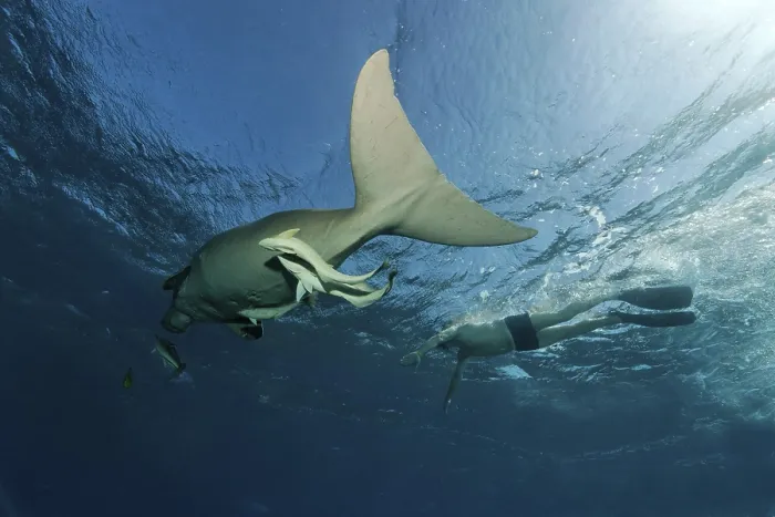 Framed Print : Dugong (Dugong dugon) coming to the surface to breathe