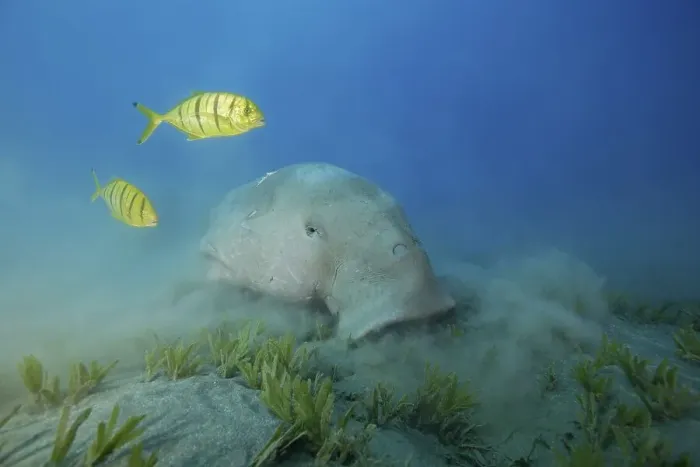 Framed Print : Dugong (Dugong dugon) eating sea grass