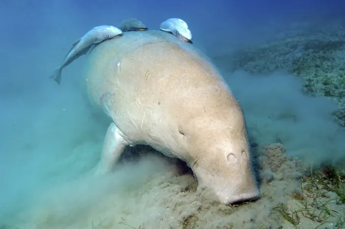 Framed Print : Dugong dugong eats seaweed, Egypt, Africa