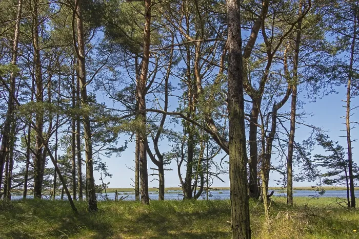 Framed Print : Dune forest, trees, pine trees Framed Print : Dune forest, trees, pine trees