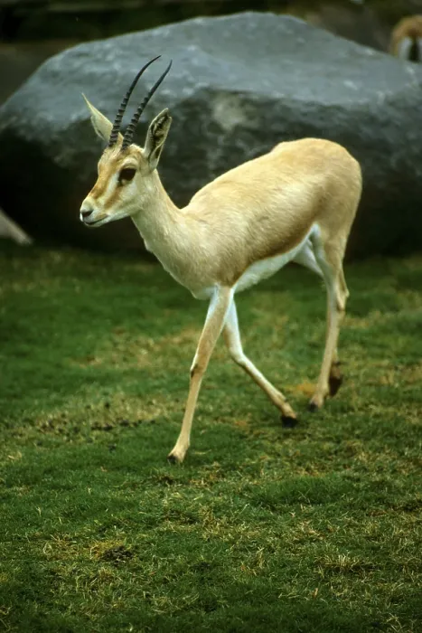 Framed Print : Dune gazelle, Dune gazelle, Gazelles Framed Print : Dune gazelle, Dune gazelle, Gazelles