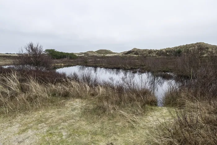 Framed Print : Dune landscape, Amrum, Schleswig-Holstein, Germany