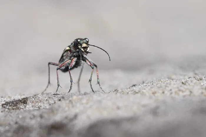 Framed Print : Dune Sand Beetle, northern dune tiger beetle (Cicindela hybrida) Framed Print : Dune Sand Beetle, northern dune tiger beetle (Cicindela hybrida)