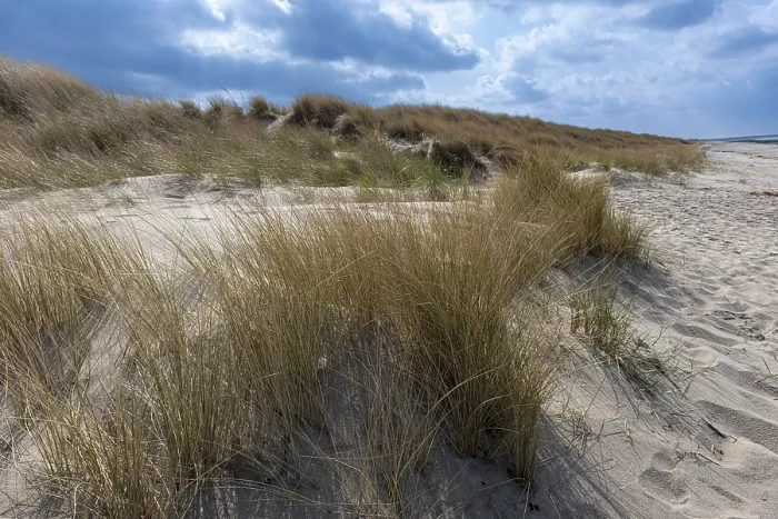 Framed Print : Dunes with grasses, marram grass