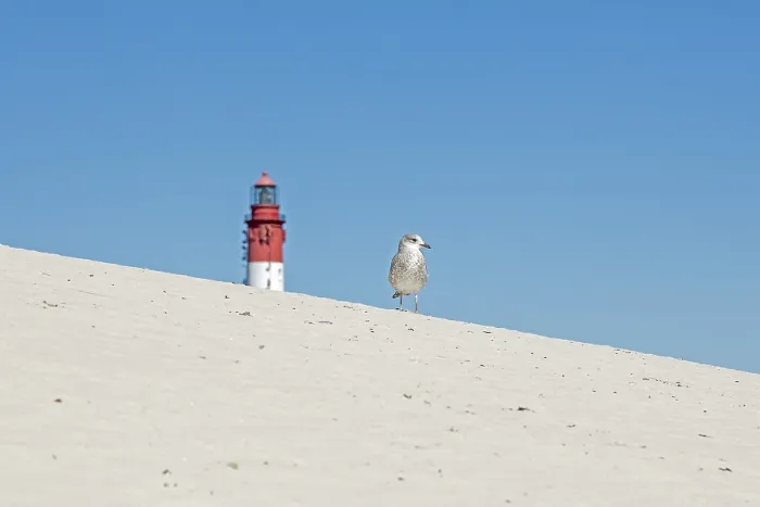 Framed Print : Dunes, young seagull, lighthouse Framed Print : Dunes, young seagull, lighthouse
