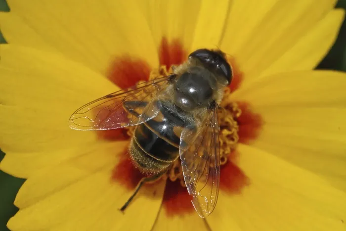 Framed Print : Dung bee