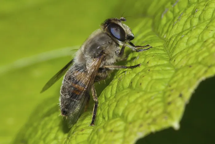 Framed Print : Dung bee (Eristalis tenax)