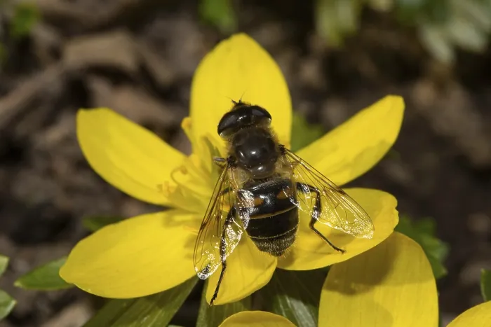 Framed Print : Dung bee, false bee wedge-spotted hoverfly (Eristalis tenax)