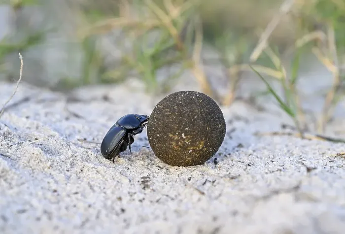Framed Print : Dung beetle (Catharsius gorilla) rolling a dung ball