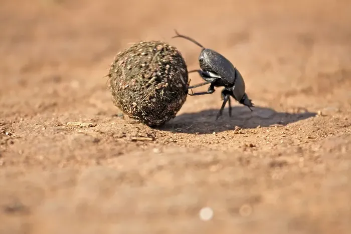 Framed Print : Dung Beetle rolling ball of elephant dung Framed Print : Dung Beetle rolling ball of elephant dung