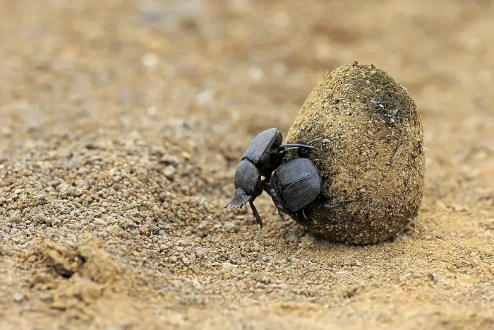 Framed Print : Dung beetle (Scarabaeus sacer)
