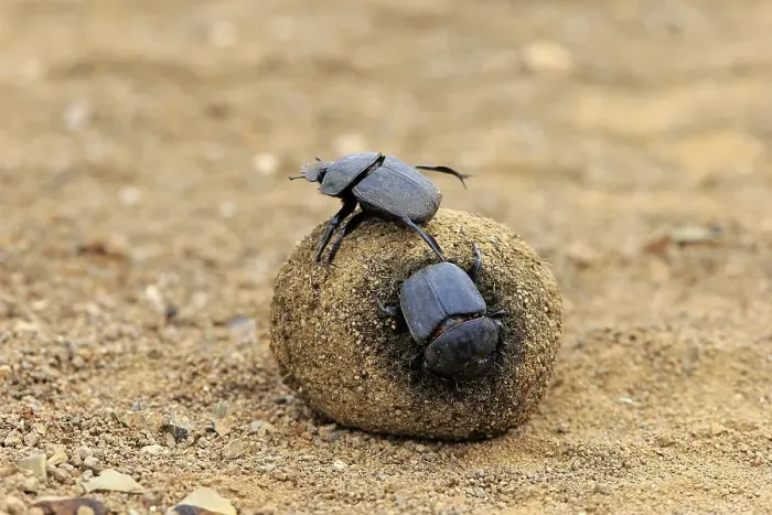 Framed Print : Dung beetle (Scarabaeus sacer)