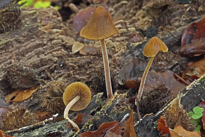 Framed Print : Dung velvet bonnet (Conocybe pubescerns) Framed Print : Dung velvet bonnet (Conocybe pubescerns)