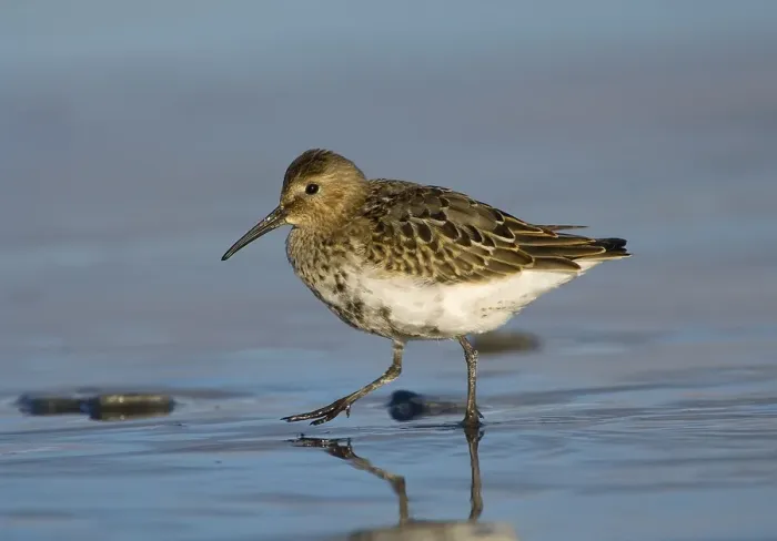 Framed Print : Dunlin (Calidris alpina) Framed Print : Dunlin (Calidris alpina)