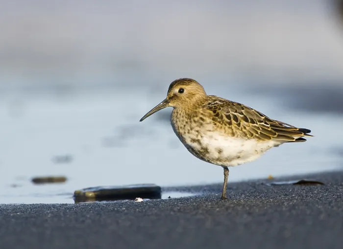 Framed Print : Dunlin (Calidris alpina)