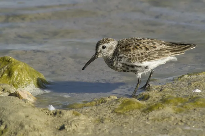 Framed Print : Dunlin (Calidris alpina)