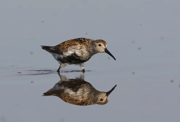 Framed Print : Dunlin (Calidris alpina alpina)