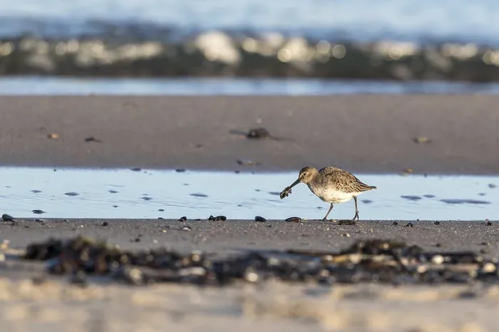 Framed Print : Dunlin (Calidris alpina) foraging on shoreline Framed Print : Dunlin (Calidris alpina) foraging on shoreline