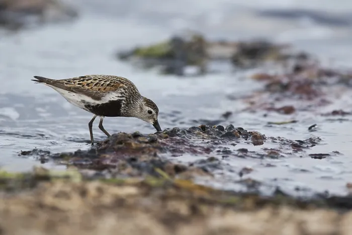 Framed Print : Dunlin (Calidris alpina) foraging on shoreline