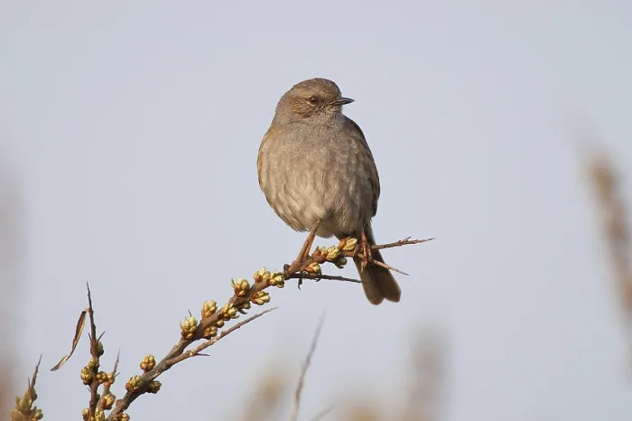 Framed Print : Dunnock, Hedge Accentor, Hedge Sparrow or Hedge Warbler (Prunella modularis)