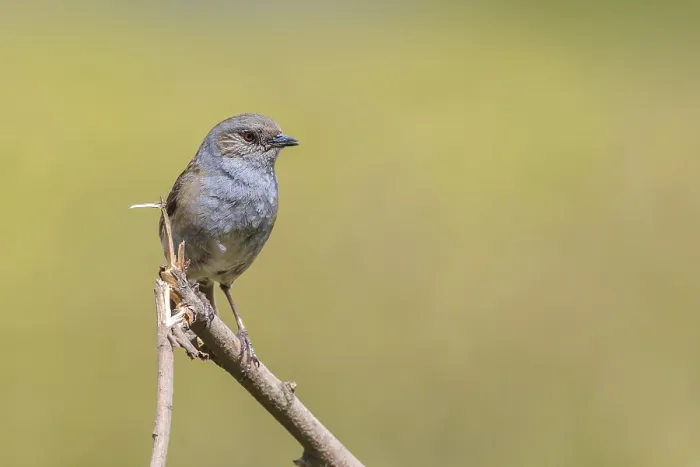 Framed Print : Dunnock (Prunella modularis) perched on a branch Framed Print : Dunnock (Prunella modularis) perched on a branch