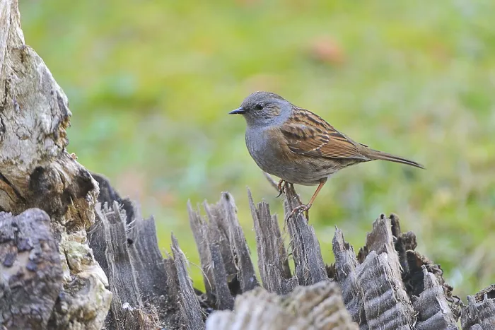 Framed Print : Dunnock (Prunella modularis), Saxony