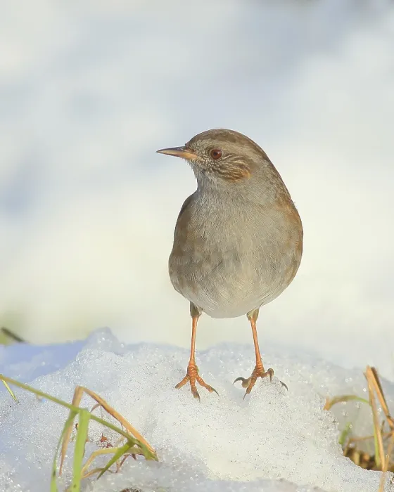 Framed Print : Dunnock (Prunella modularis) standing on a snow-covered meadow Framed Print : Dunnock (Prunella modularis) standing on a snow-covered meadow