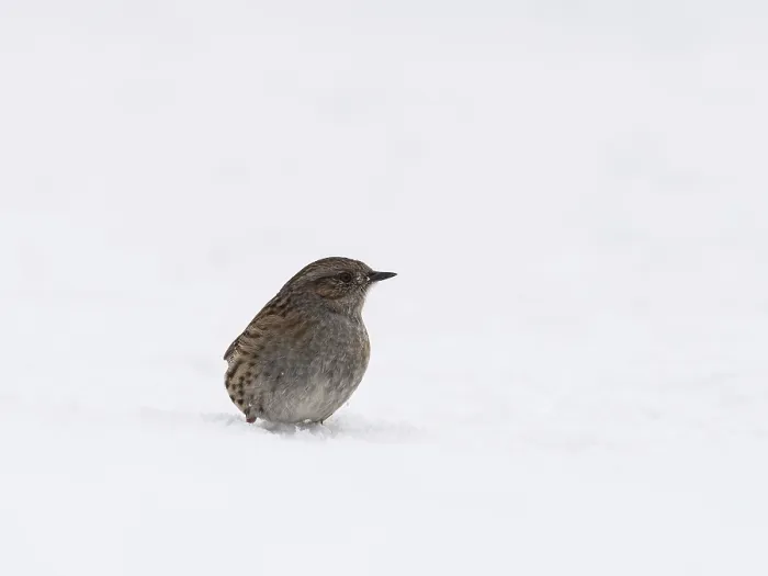 Framed Print : A dunnock sits in the snow and observes its territory