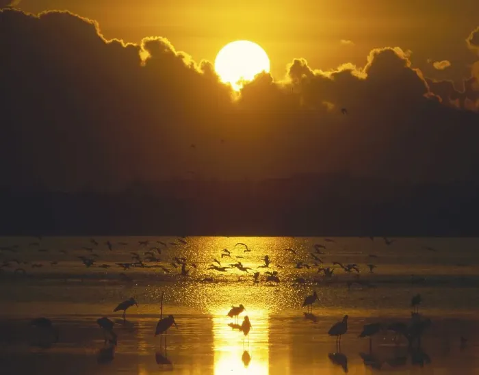 Framed Print : Dusk, mood, sundown in the Bundala National park