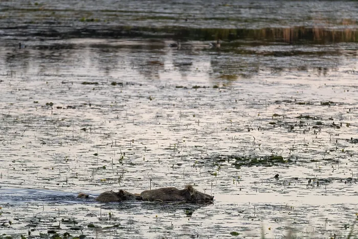 Framed Print : At dusk, wild boars (Sus scrofa) become active Framed Print : At dusk, wild boars (Sus scrofa) become active