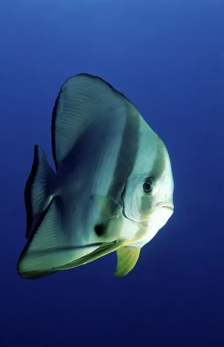 Framed Print : Dusky Batfish or Red Faced Batfish (Platax pinnatus)