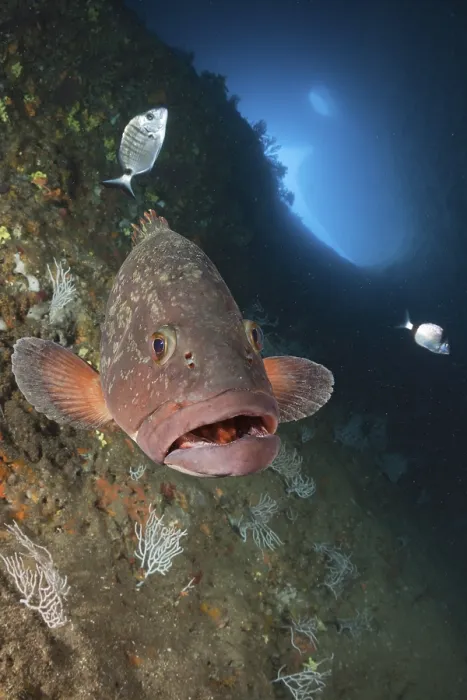 Framed Print : Dusky Grouper in cave, Epinephelus marginatus Framed Print : Dusky Grouper in cave, Epinephelus marginatus