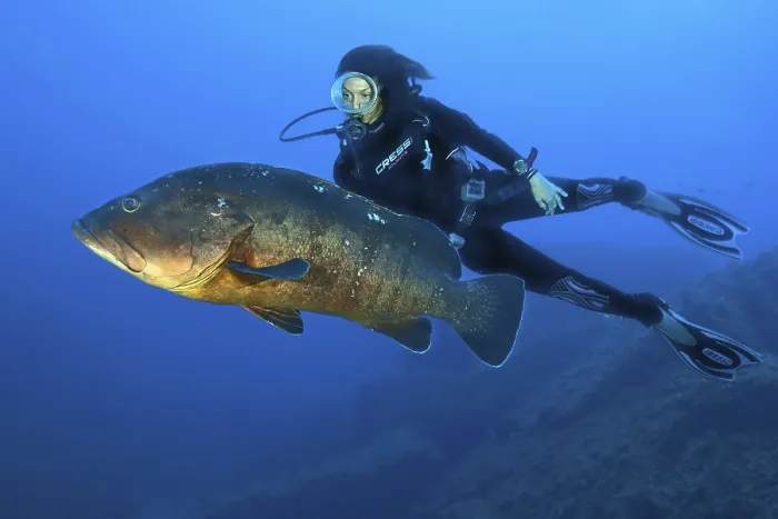 Framed Print : Dusky grouper (Epinephelus marginatus) and diver