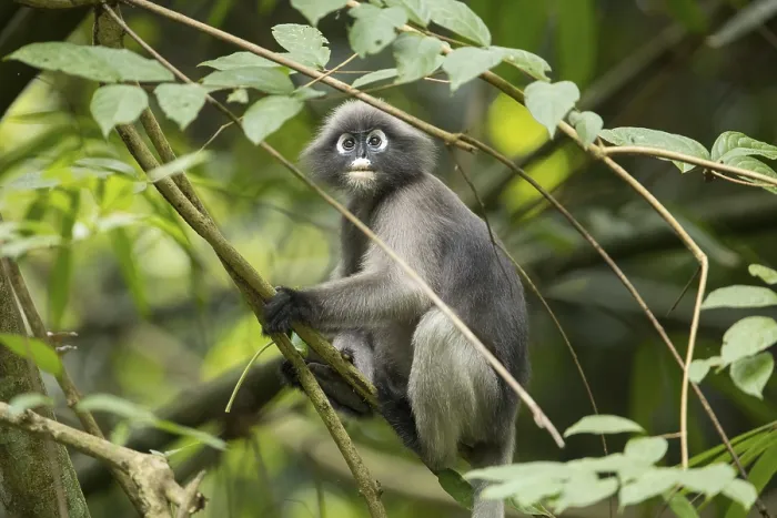 Framed Print : Dusky leaf monkey (Trachypithecus obscurus) Framed Print : Dusky leaf monkey (Trachypithecus obscurus)