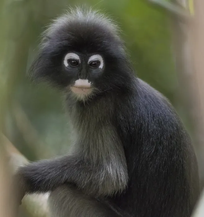 Framed Print : Dusky leaf monkey (Trachypithecus obscurus) Framed Print : Dusky leaf monkey (Trachypithecus obscurus)