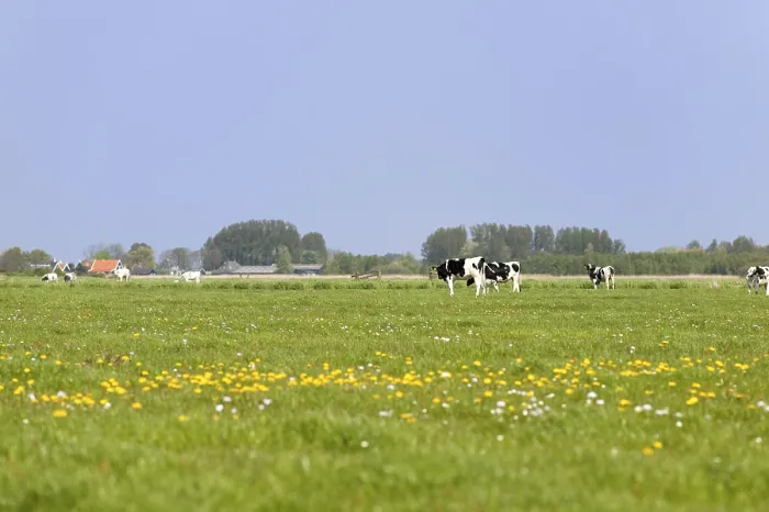 Framed Print : Dutch cows in grass meadows with typical houses at the horizon