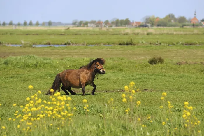 Framed Print : Dutch flat landscape with pony in the grass fields Framed Print : Dutch flat landscape with pony in the grass fields