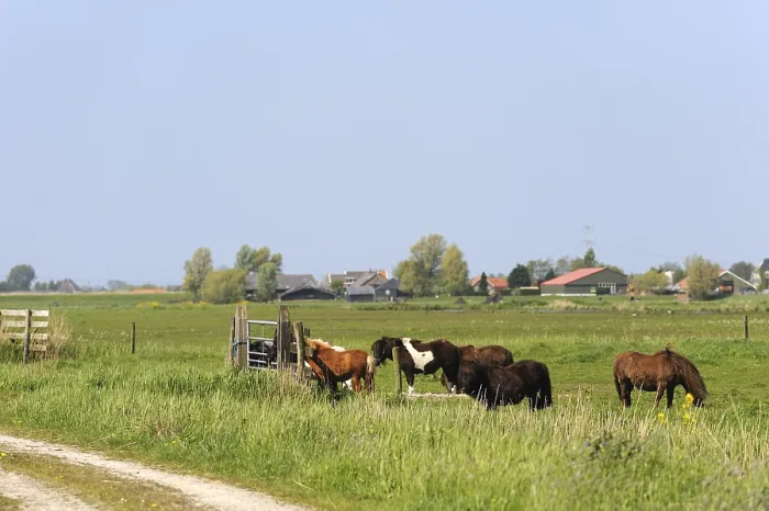 Framed Print : Dutch flat landscape with ponys in the grass fields Framed Print : Dutch flat landscape with ponys in the grass fields