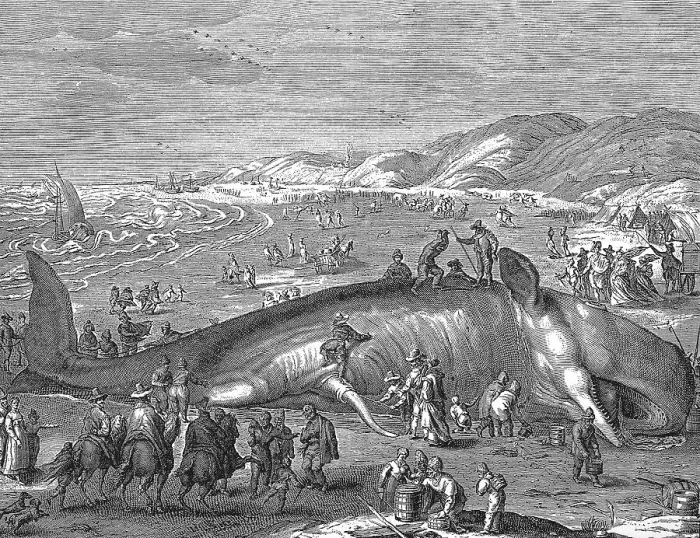 Framed Print : Dutch leaflet, image of a beached whale, 1598 Framed Print : Dutch leaflet, image of a beached whale, 1598