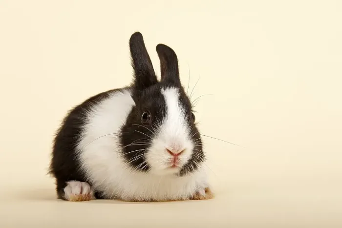 Framed Print : Dutch rabbit, black and white Framed Print : Dutch rabbit, black and white