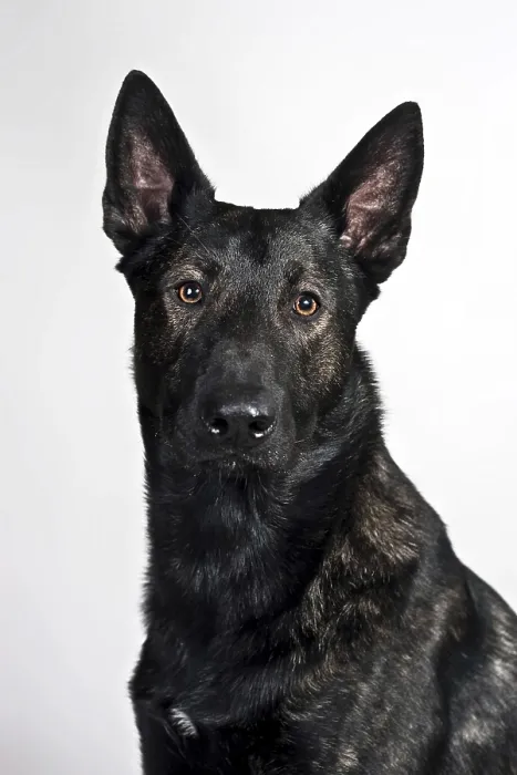 Framed Print : Dutch Shepherd Dog, portrait Framed Print : Dutch Shepherd Dog, portrait