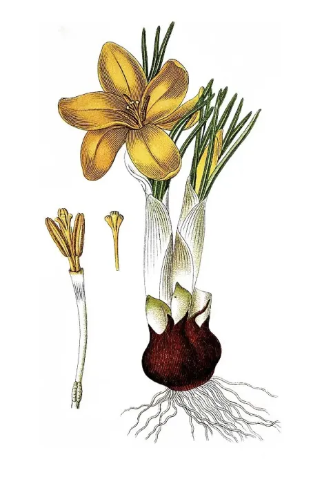 Framed Print : Dutch yellow crocus (Crocus flavus) Framed Print : Dutch yellow crocus (Crocus flavus)