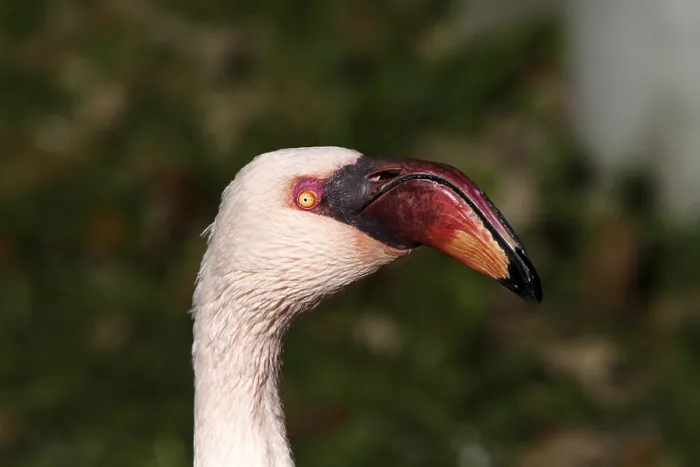 Framed Print : Dwarf flamingo